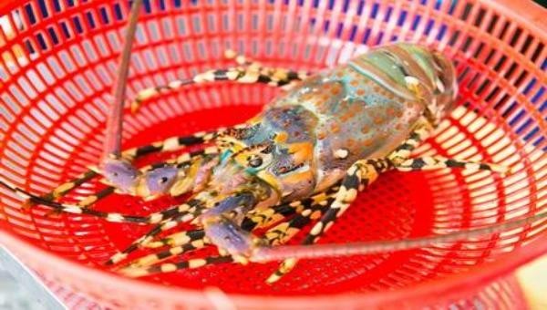 Tôm hùm bông được bảo hộ chỉ dẫn địa lý Phú Yên. 