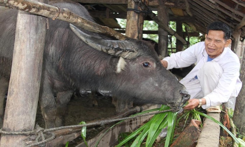 Ông Đinh Krép là người nuôi trâu mát tay nhất ở xã Vĩnh An.