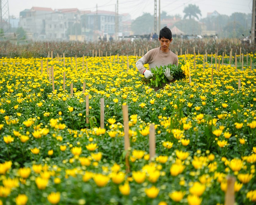 Các vựa hoa đều sẵn sàng mừng xuân Tân Sửu.