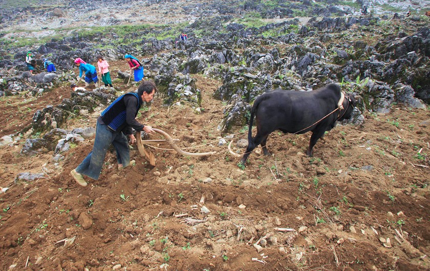 Bà con các dân tộc tỉnh Hà Giang canh tác trên những mảnh nương lởm chởm đá tai mèo. 