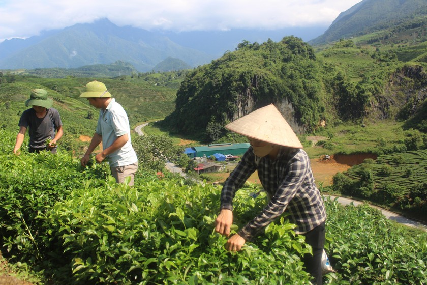 Người dân bản Hưng Phong, xã Bản Bo, huyện Tam Đường thu hoạch chè.