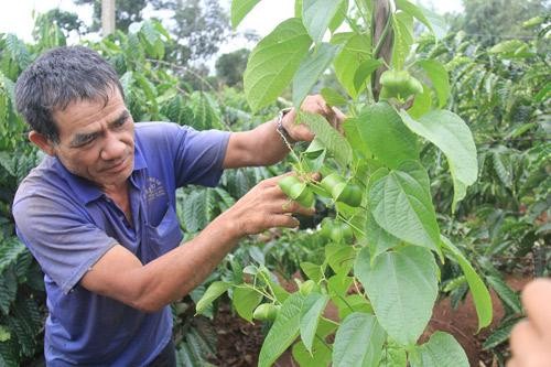 Tại Việt Nam, cây sachi được trồng nhiều tại Đắk Lắk.