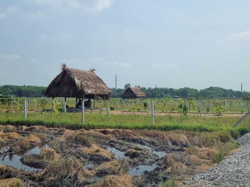 Sốt đất, nhiều căn nhà chòi mọc tự phát giữa đồng lúa chỉ trong một thời gian ngắn trên địa bàn huyện Củ Chi, TP Hồ Chi Minh.