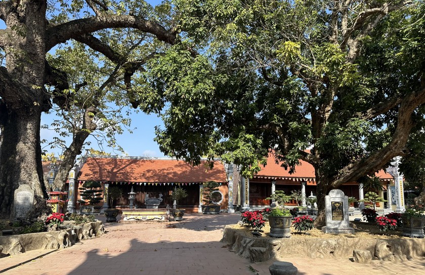 Ngôi đền cổ ẩn mình dưới những tán cây di sản gần ngàn năm tuổi...