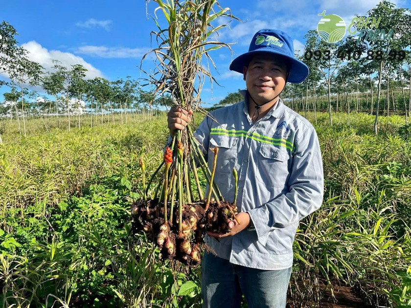 Anh Nguyễn Văn Đức và các cộng sự của Eden Farm chú trọng đầu tư các sản phẩm từ gừng.