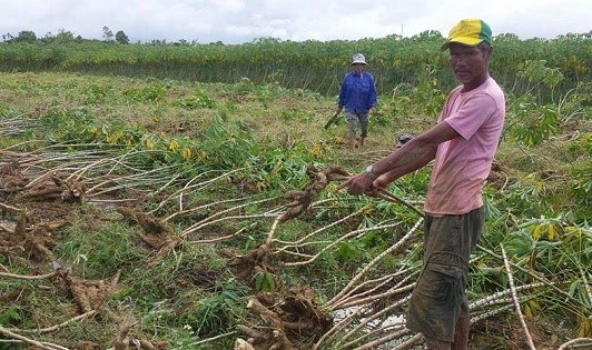 Hàng trăm ha hoa màu chưa thu hoạch bị hư hại.