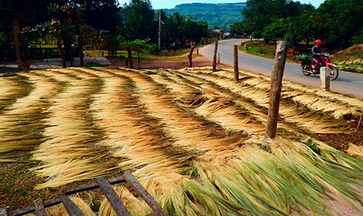 "Lộc trời" của bà con vùng cao 