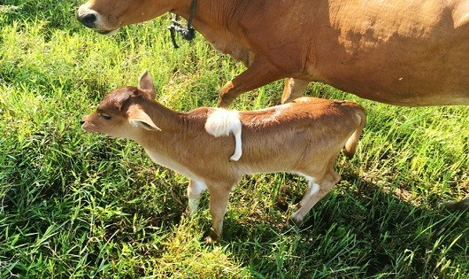 Con bê có chân thứ 5 mọc trên lưng.