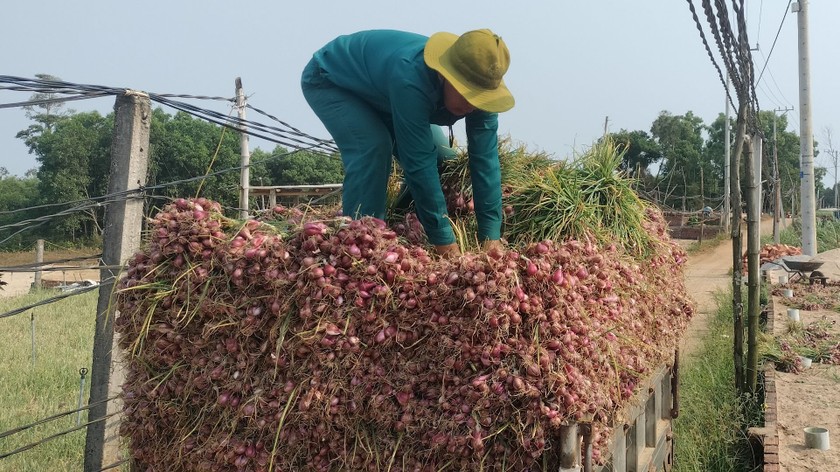 Mùa hành tím ở Quảng Ngãi