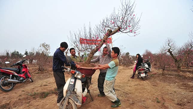 Nhiều chủ doanh nghiệp phải đích thân đi mời khách mua đào, quất hoặc các đặc sản Tết. Ảnh: Josephine Hương Giang