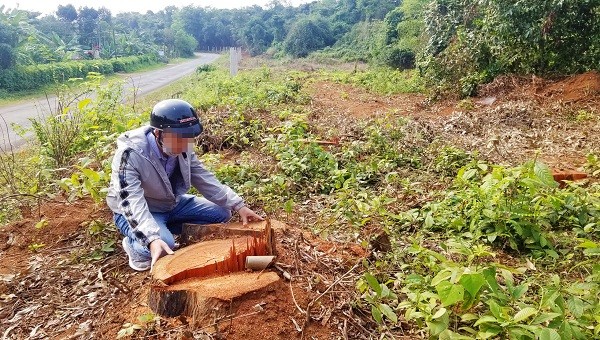 Nhiều cây rừng lớn tại Rú Lịnh bị Công ty Sông Hiền ngang nhiên đốn hạ.