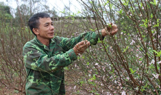 Những cành đào người dân chăm sóc tỉ mỹ để đưa xuống phố