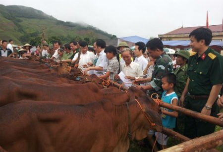 5/11 tỉnh hoàn thành trao tặng Bò giống cho người nghèo biên giới