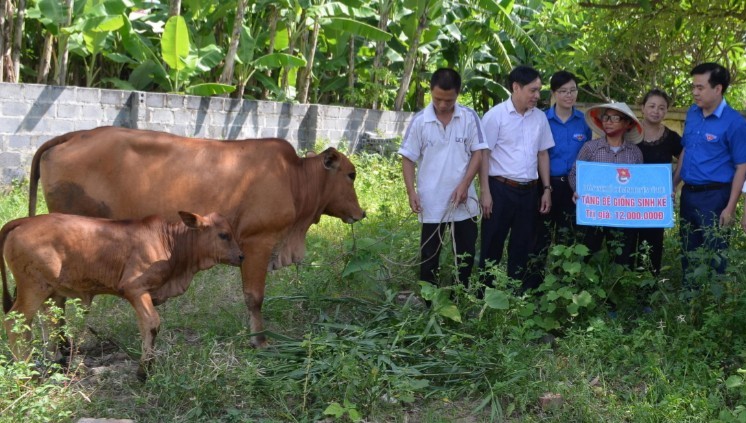 Đoàn trao tặng bê giống sinh kế cho gia đình ông Nguyễn Văn Quân (xã Hòa Bình, huyện Vũ Thư). Ảnh: Xuân Phương/Báo Thái Bình.