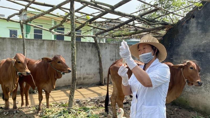 Tiêm phòng cho đàn trâu bò.