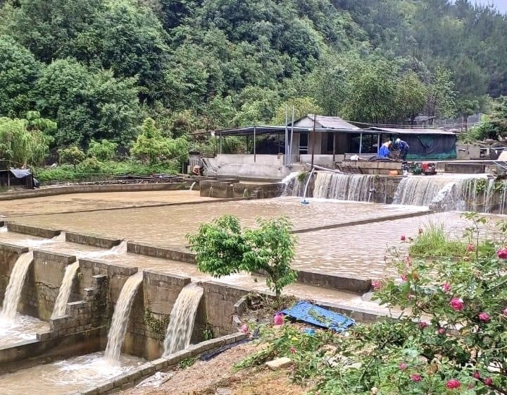 Mưa lũ cuốn trôi hơn 30 tấn cá hồi tại huyện Tam Đường