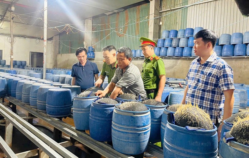 Phát hiện cơ sở sản xuất gần 350 tấn giá đỗ sử dụng chất độc hại ở Lào Cai
