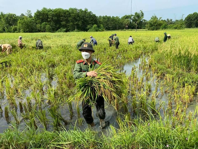 Bí thư huyện, Trưởng công an huyện xuống đồng gặt lúa giúp dân