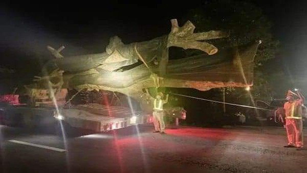 Lực lượng chức năng kiểm tra, xử lý chiếc xe chở cây "khủng".
