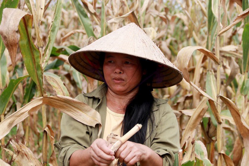 Cận cảnh cây ngô bị chết khô lá ở cánh đồng xã Hương Xuân, huyện Hương Khê. Ảnh: PV