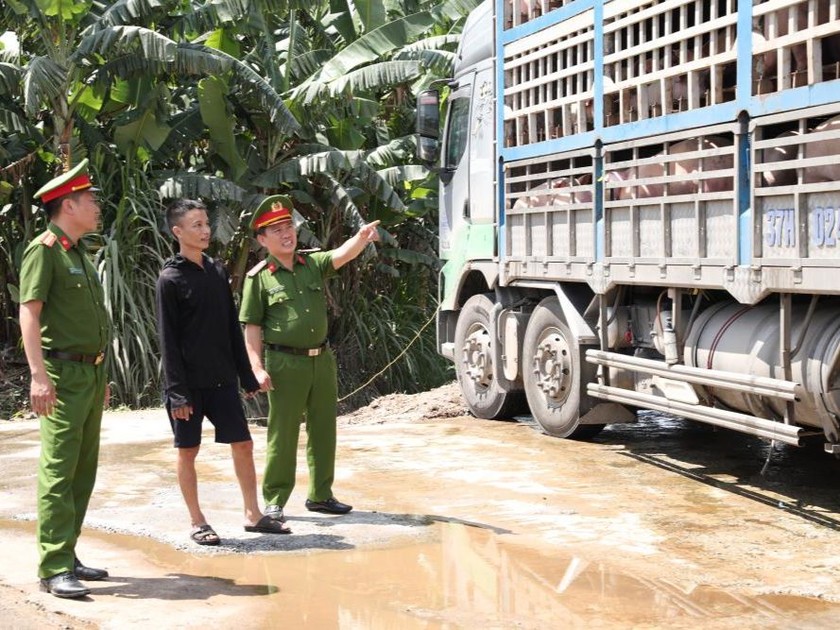 Lực lượng chức năng tiến hành kiểm tra xe tải chở 180 con lợn nhiễm dịch tả lợn Châu Phi. Ảnh: CAHT