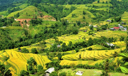 Ruộng bậc thang ở Du Già.