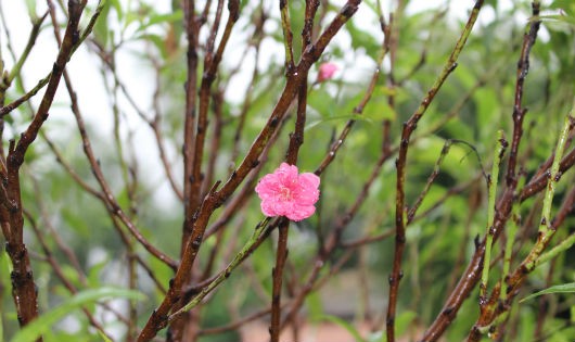 Hoa đào “nở vung” khoe sắc