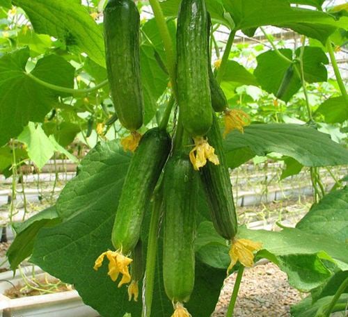 cach trong dua chuot tai nha sau hon 1 thang thu hoach ca ro - 5