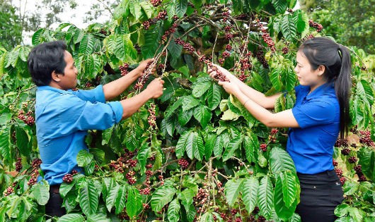 Anh Ksor Kớt bí thư chi đoàn làng ngó xã ia hrung huyện Ia Grai đi đầu trong phong trào thanh niên lập nghiệp. Anh có 2 ha cà phê, 5 sao lúa, 3 con bò và ao nuôi cá... mỗi năm anh thu nhập trên 120 triệu đồng.