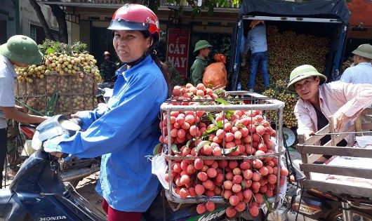 Vải thất thu chưa từng có trong 50 năm