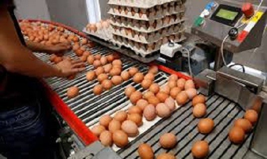 Thứ trưởng Kinh tế Martijn van Dam trả lời chất vấn