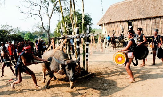 Làng Kon K’riêng vẫn tồn tại lễ X’trăng (đâm trâu)